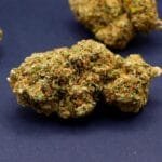 white critical cbd