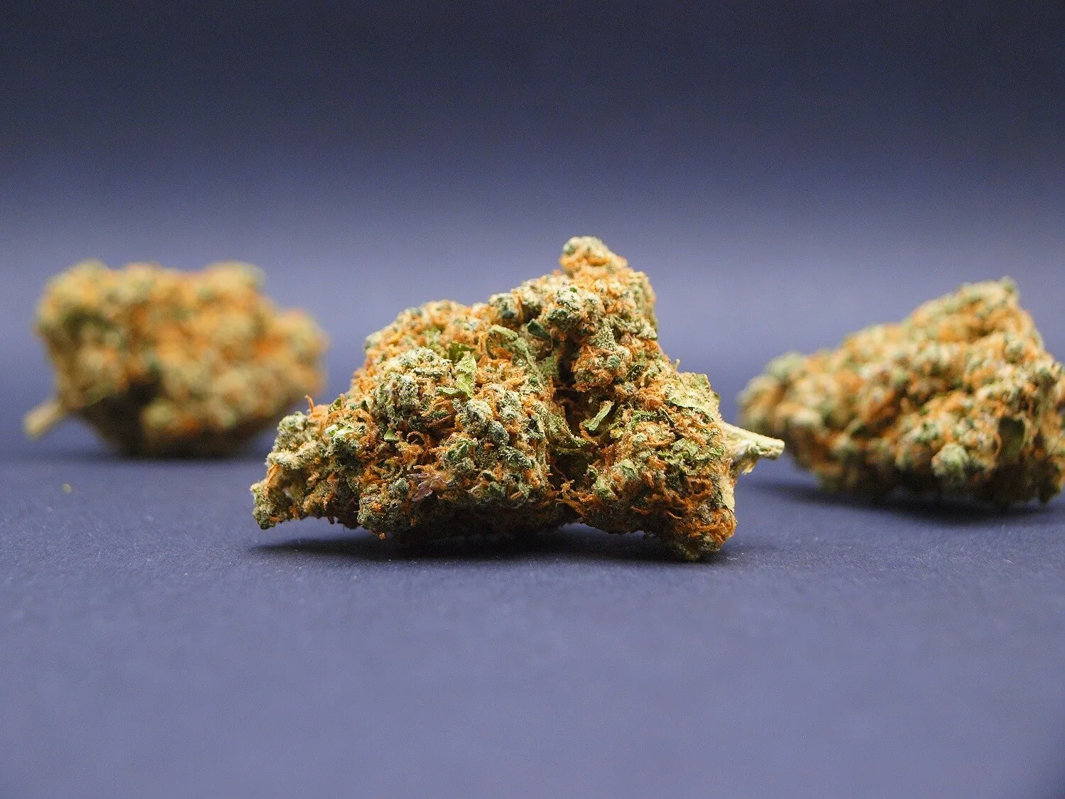 Fleur Blueberry Muffin CBD Indoor Premium cultivée en Suisse