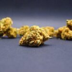 Fleur small buds Ice Cream Cake CBD Indoor Premium cultivée en Suisse