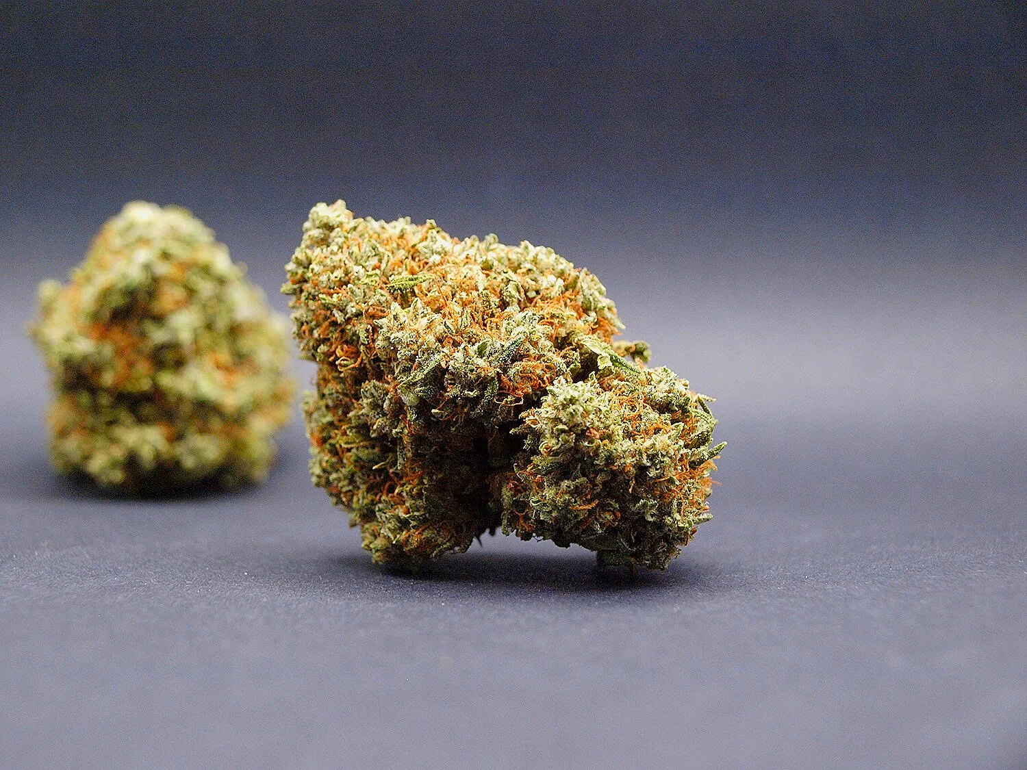 Fleur AK47 CBD Indoor Premium cultivée en Suisse