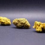 small buds cbd de la variété monster cookie