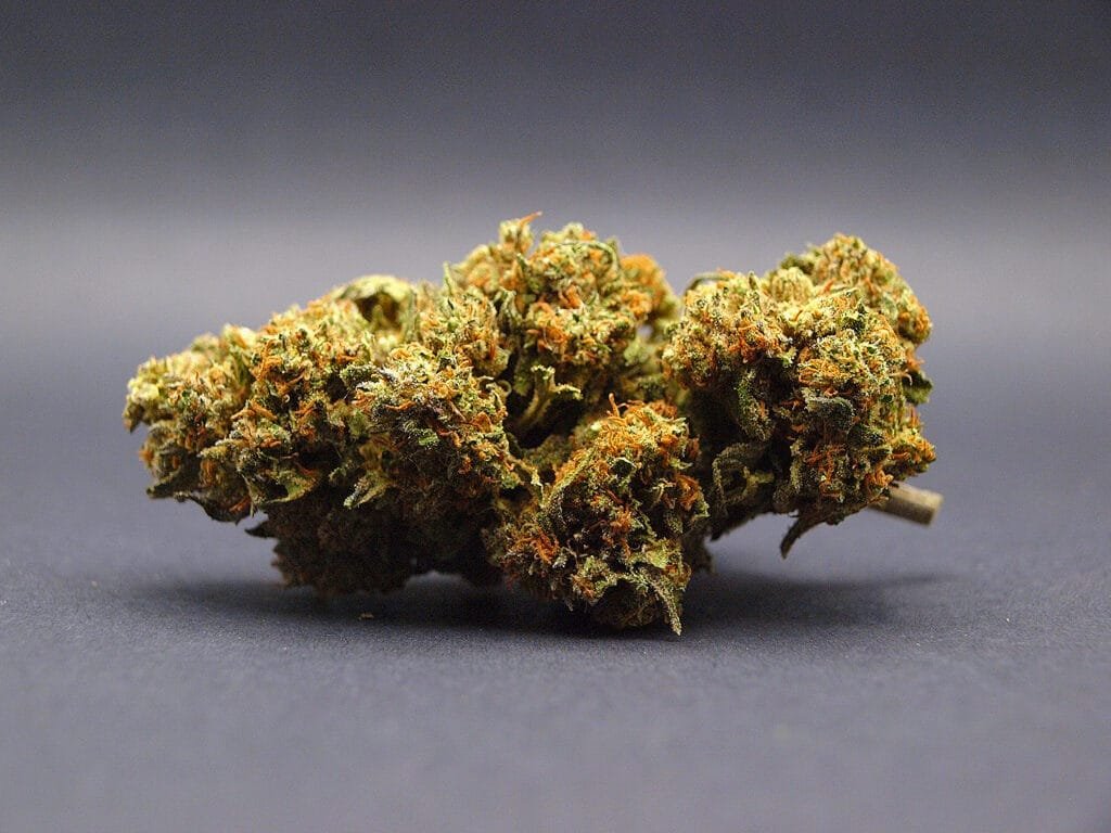 Amnesia Haze CBD | Greenhouse | Italie