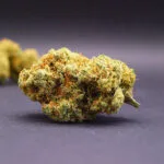 Fleur CBD de la variété Blue Dream cultivée en Indoor en suisse