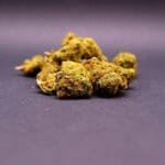 small buds cbdde la variété Blueberry Muffin