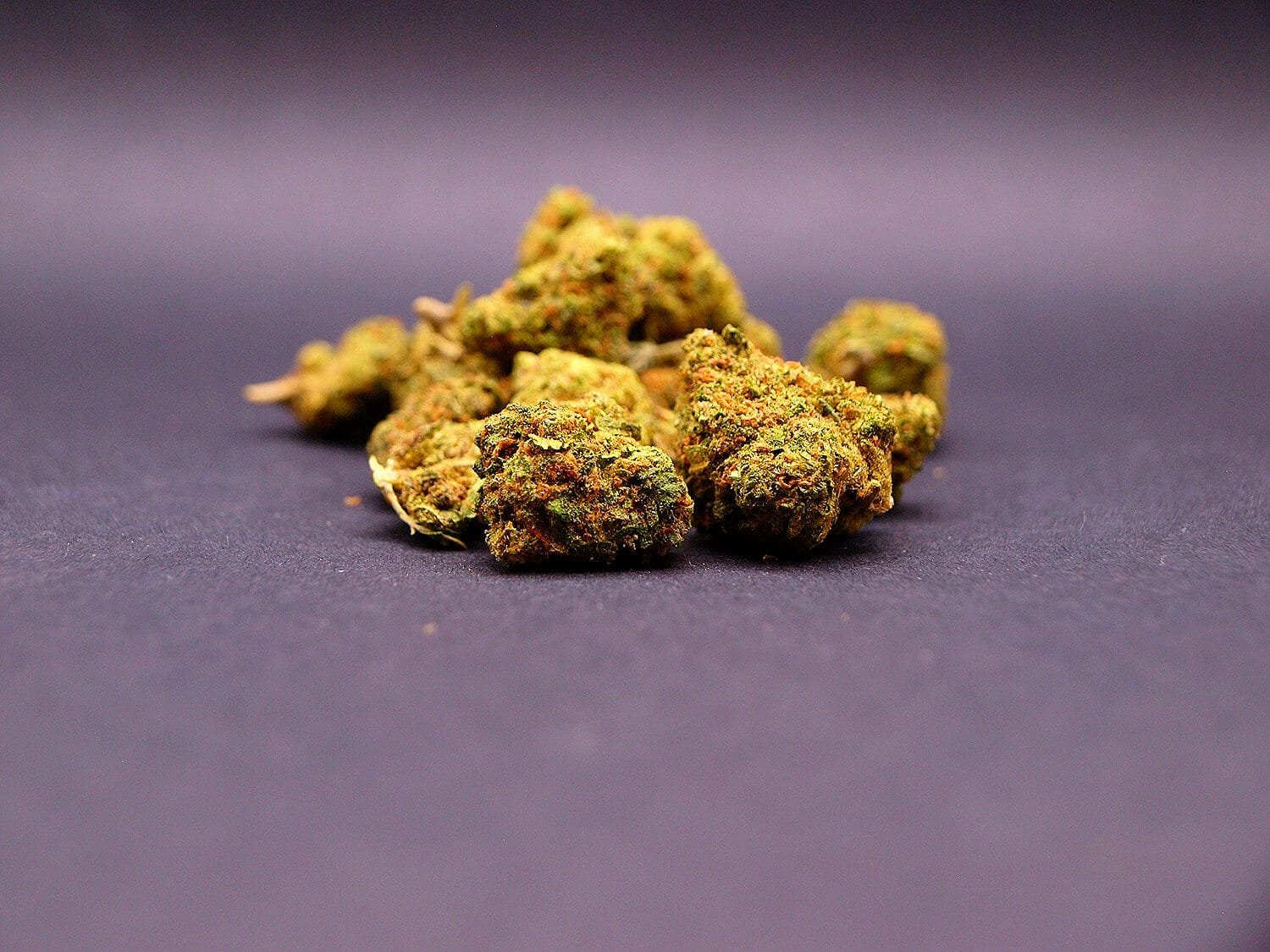 small buds cbdde la variété Blueberry Muffin