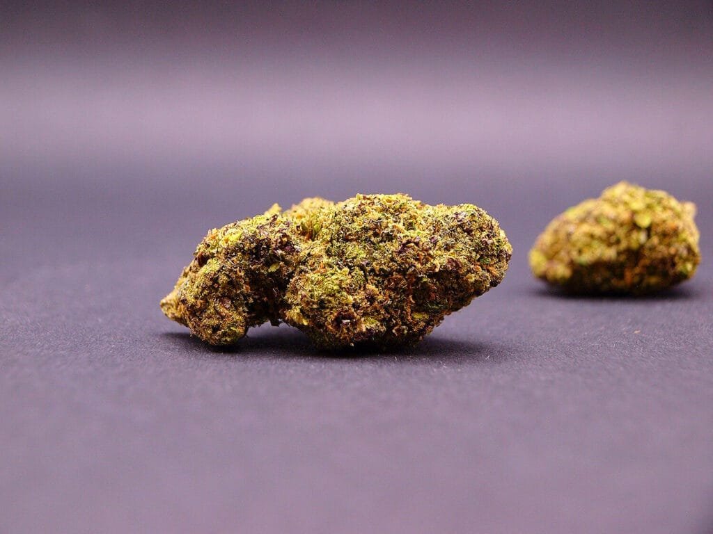 fleur cbd de la variété Gelato 41 cultivée en Indoor aux USA