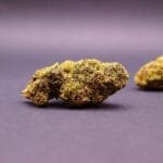 fleur cbd de la variété Gelato 41 cultivée en Indoor aux USA