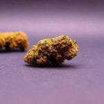 fleur cbd de la variété Legendary Platinium cultivée en Hybrid Indoor aux USA