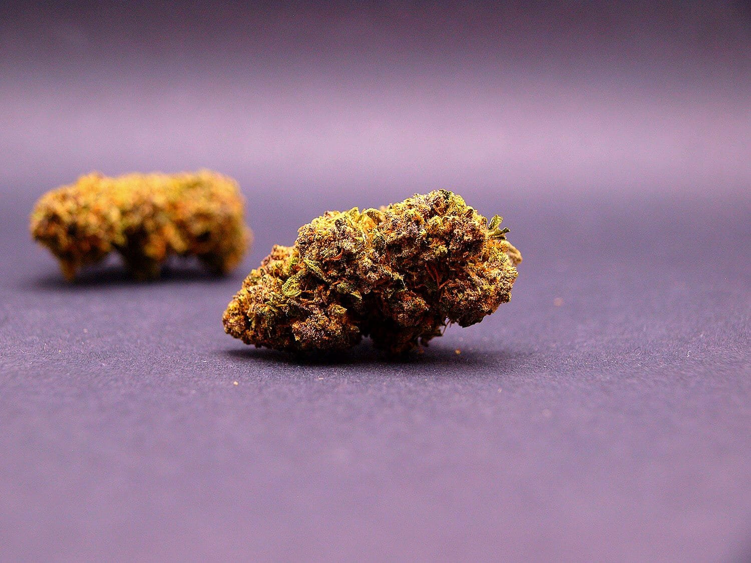 fleur cbd de la variété Legendary Platinium cultivée en Hybrid Indoor aux USA