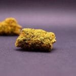 fleur cbd premium de la variété passion fruitz cbd