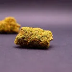 fleur cbd premium de la variété passion fruitz cbd