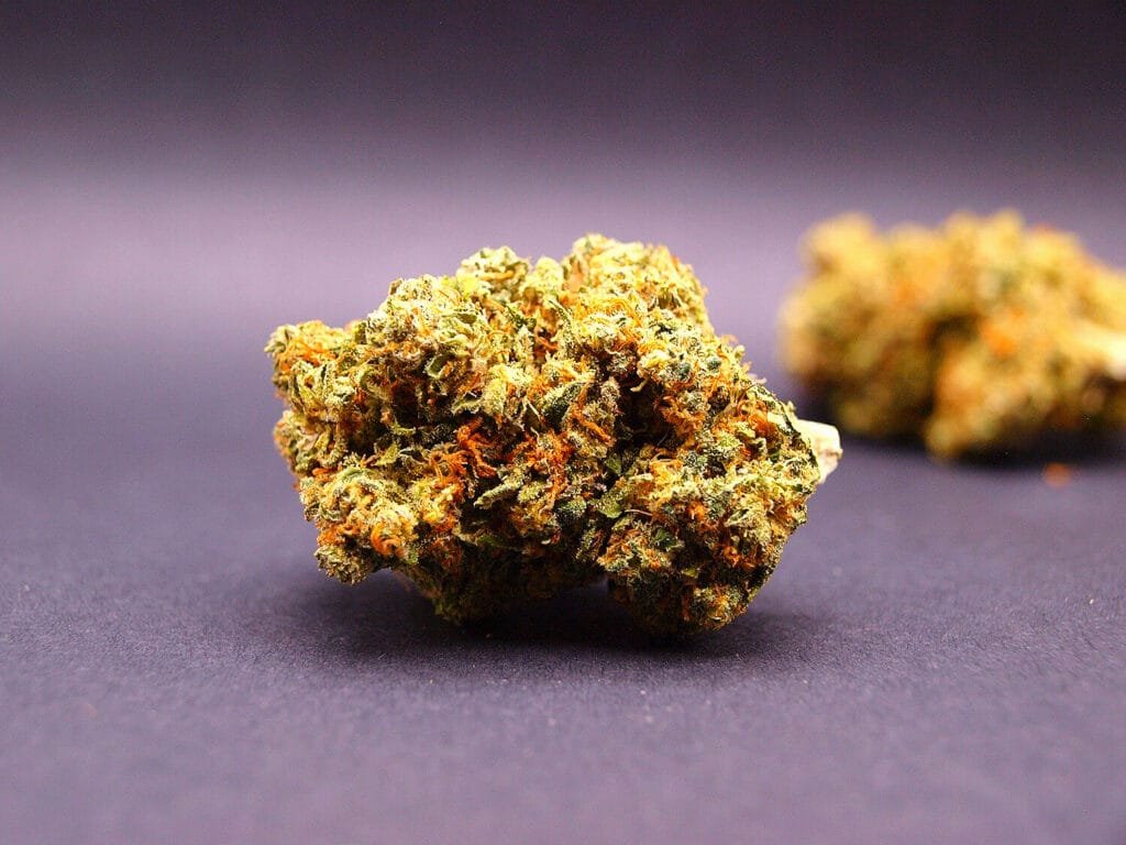 fleur cbd premium de la variété cherry pie cultivée en indoor en suisse
