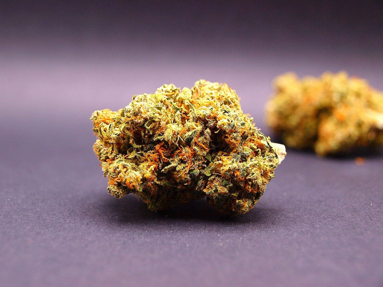 fleur cbd premium de la variété cherry pie cultivée en indoor en suisse