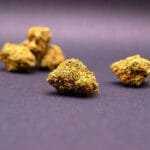 fleur cbd premium de la variété sunset sherbet dans sa version small bus cultivées en suisse