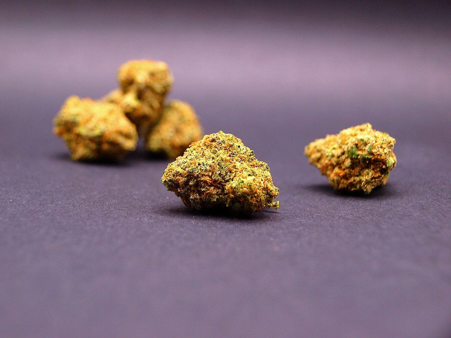 fleur cbd premium de la variété sunset sherbet dans sa version small bus cultivées en suisse