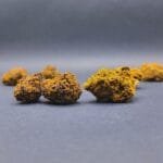 fleurs CBD de la variété Mango haze en calibre Medium Buds cultivée au USA en Hybrid Greenhouse et Indoor